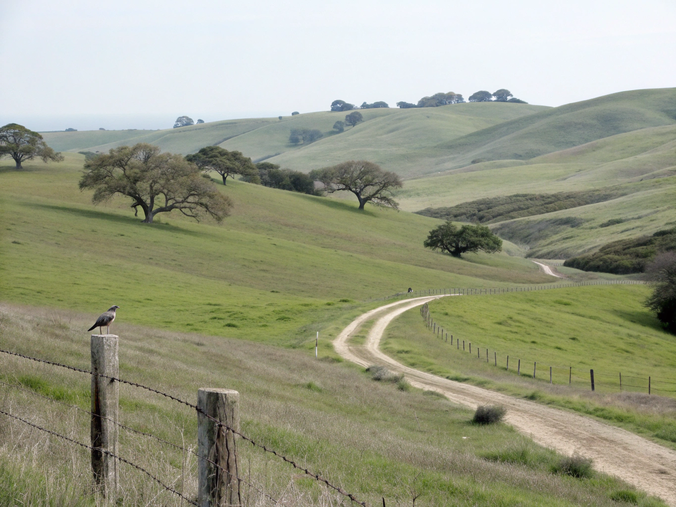 A soft-focus pastoral landscape representing peace and growth